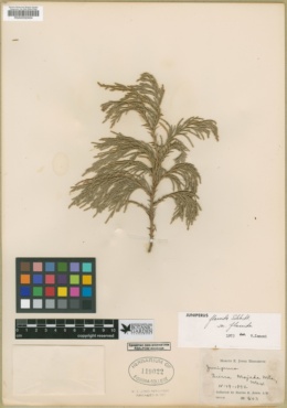 Juniperus flaccida var. flaccida image