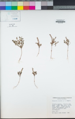 Phacelia leonis image