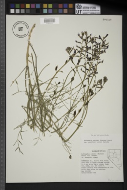 Astragalus serenoi var. shockleyi image