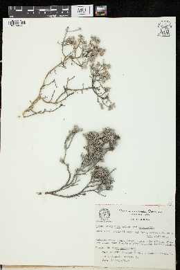 Dalea eriophylla image