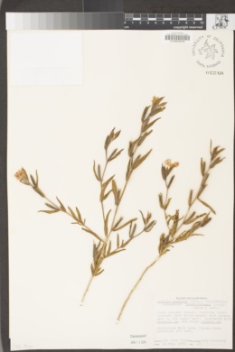 Clarkia purpurea subsp. quadrivulnera image