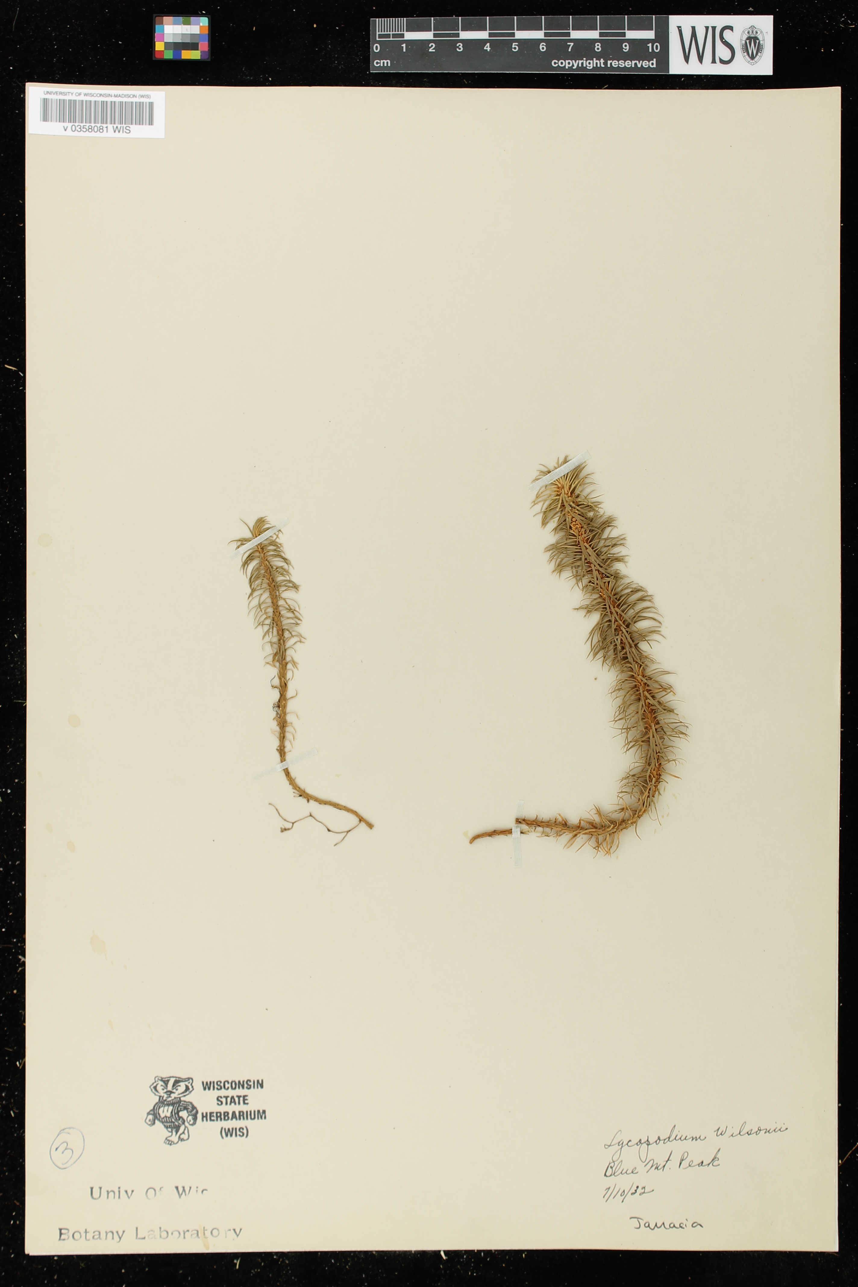 Lycopodium wilsonii image