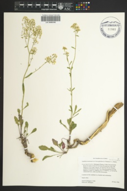 Lepidium montanum var. heterophyllum image