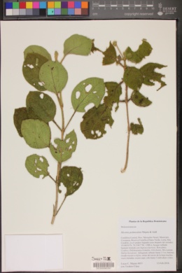 Miconia pedunculata image