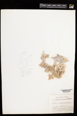 Eucheuma platycladum image