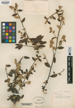 Ceanothus caeruleus image