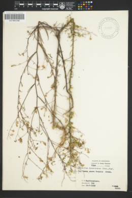 Image of Croptilon divaricatum