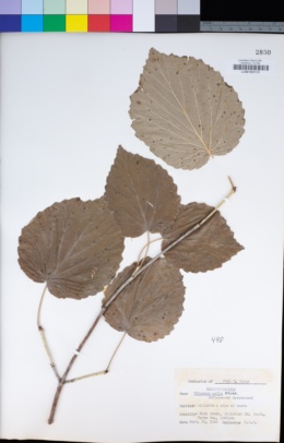 Image of Viburnum molle