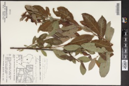 Image of Salix glaucophylloides