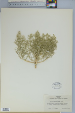 Corispermum nitidum image
