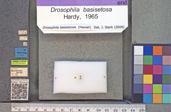 Drosophila basisetosa image