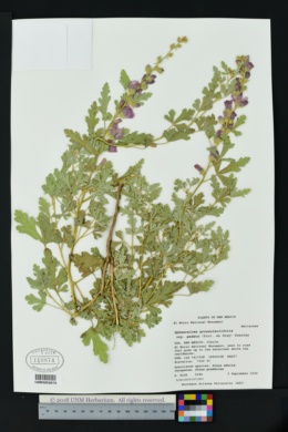 Sphaeralcea grossulariifolia subsp. pedata image