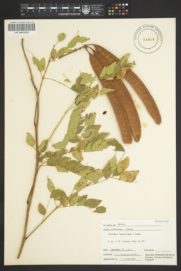 Image of Leucaena lanceolata