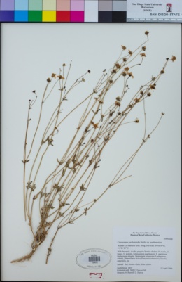 Coreocarpus parthenioides var. parthenioides image