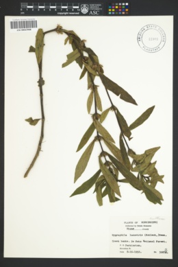 Image of Hygrophila lacustris