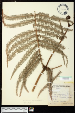 Diplopterigium pinnatum image