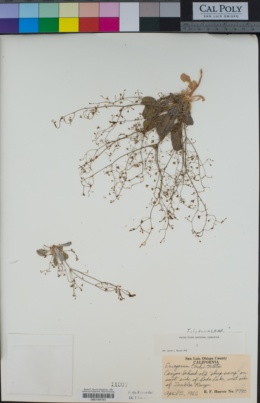 Eriogonum ordii image