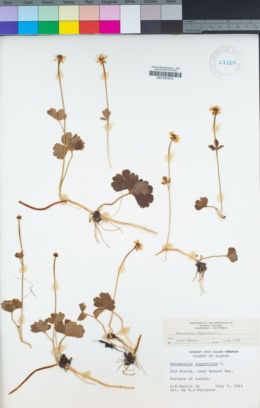 Image of Ranunculus lapponicus