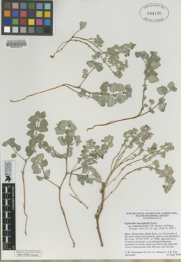 Euphorbia leucophylla subsp. comcaacorum image