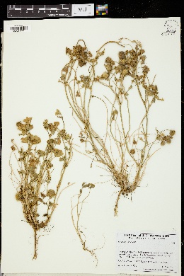 Trifolium globosum image