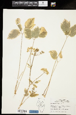 Aegopodium podagraria var. variegatum image
