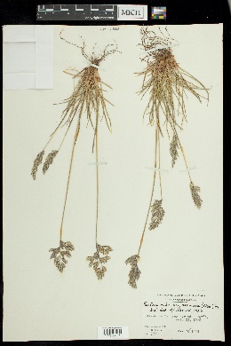 Festuca rubra subsp. arenaria image