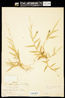 Amphicarpum floridanum image