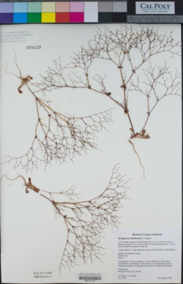 Eriogonum hirtiflorum image