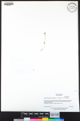 Plagiobothrys greenei image