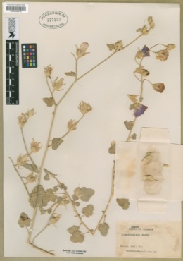 Phymosia rosea image
