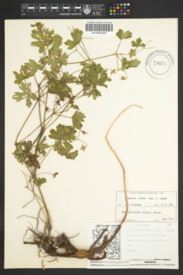 Geranium lentum image