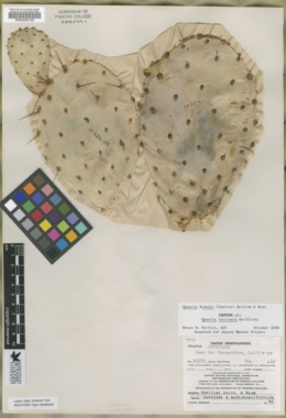 Image of Opuntia intricata
