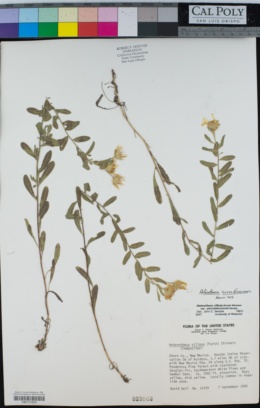 Heterotheca sierrablancensis image