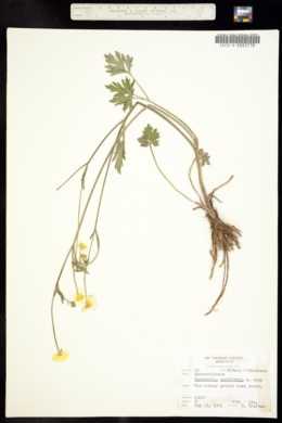 Image of Ranunculus acriformis