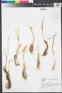 Image of Allium haematochiton