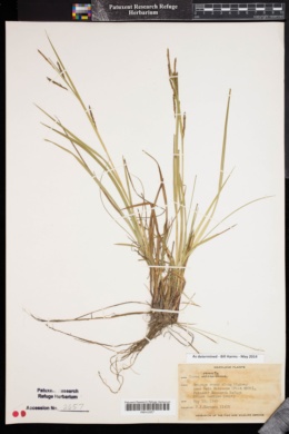 Image of Carex venusta