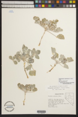 Pediomelum castoreum image