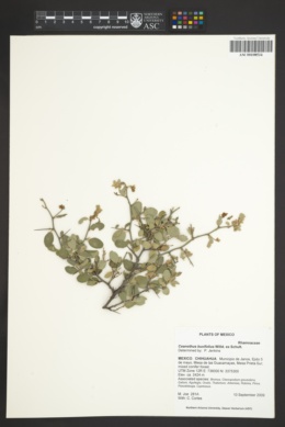 Ceanothus buxifolius image