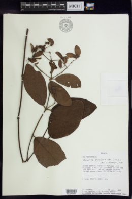 Peixotoa parviflora image