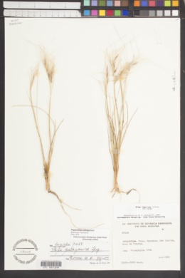 Image of Pappostipa patagonica