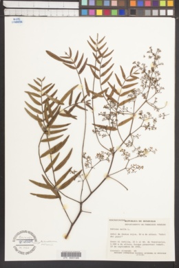 Lithraea molleoides image