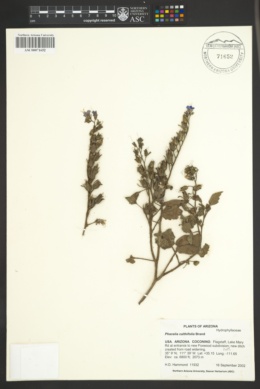 Phacelia calthifolia image