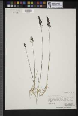 Image of Calamagrostis holmii