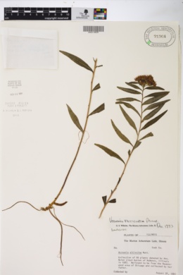 Image of Vernonia fasciculata