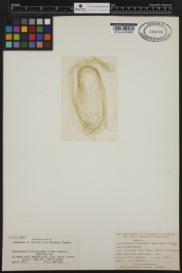 Cladophora rudolphiana f. eramosa image
