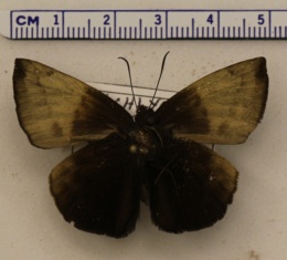 Image of Achlyodes pallida