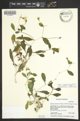 Mentzelia hualapaiensis image