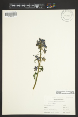 Delphinium reticulatum image