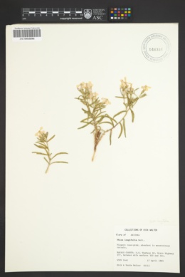 Phlox longiflora image