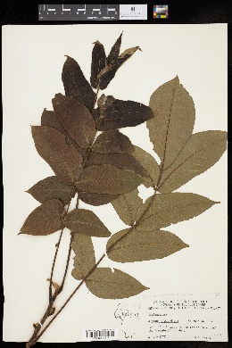 Juglans ailanthifolia image
